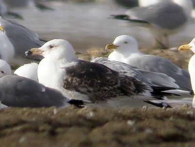 Great Black-backed Gull