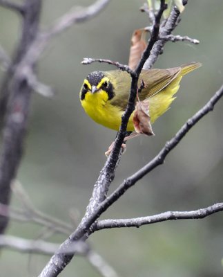 Kentucky Warbler