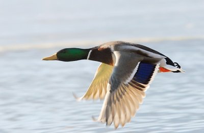 Mallard
