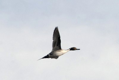 Northern Pintail