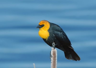 Yellow-headed Blackbird