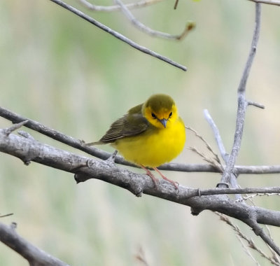 Hooded Warbler