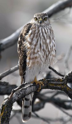 Sharp-shinned Hawk