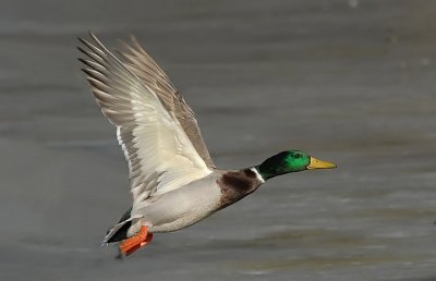 Mallard