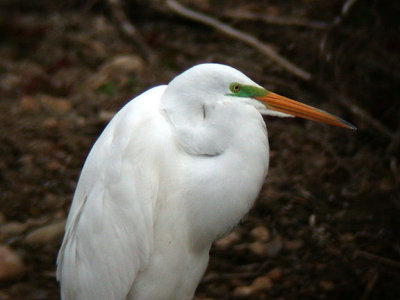 Great Egret