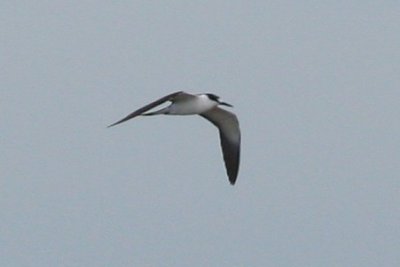 Sooty Tern