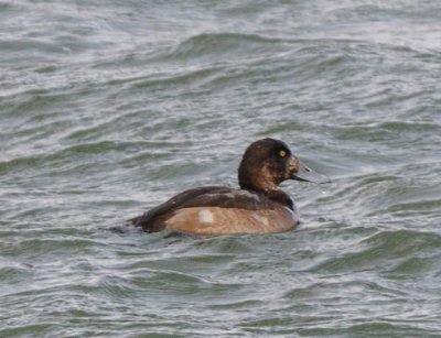 Greater Scaup