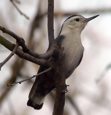 White-breasted Nuthatch