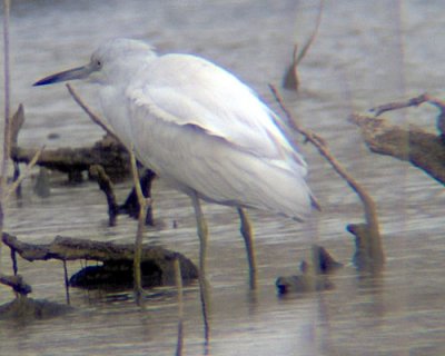 Little Blue Heron