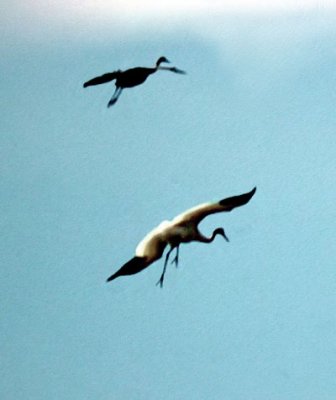 Whooping Crane