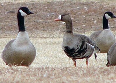 Greater White-fronted Goose