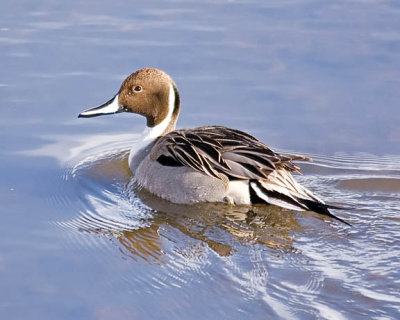 Northern Pintail