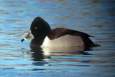 Ring-necked Duck