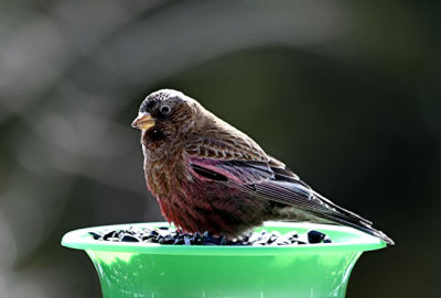 Brown-cappedRosy-Finch