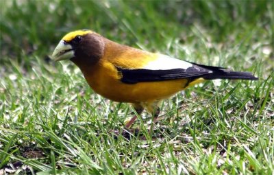 Evening Grosbeak