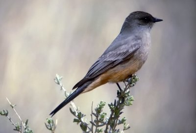 Say's Phoebe