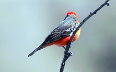 Vermilion Flycatcher