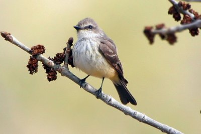 Vermilion Flycatcher