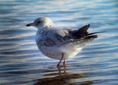 Ring-billed Gull