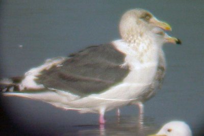 Slaty-backed Gull