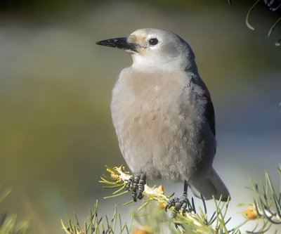 Clark's Nutcracker