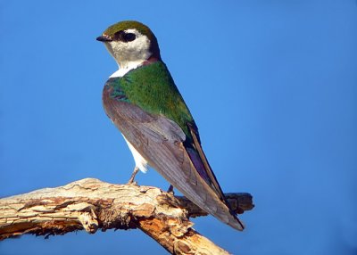 Violet-green Swallow