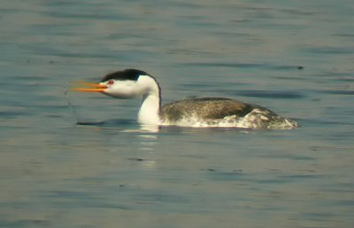 Clark's Grebe