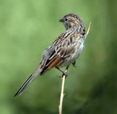 Brewer's Sparrow