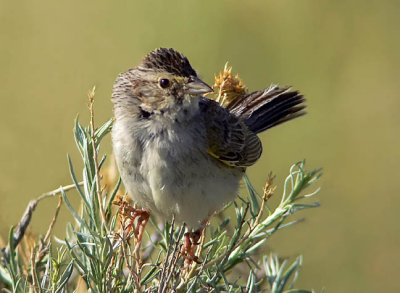 Cassin's Sparrow