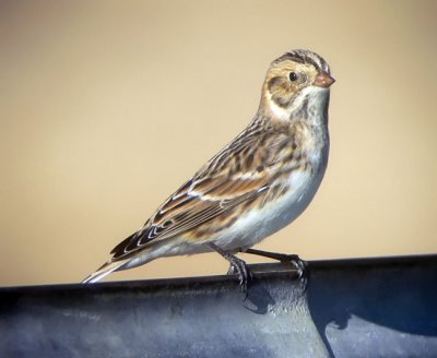 Lapland Longspur