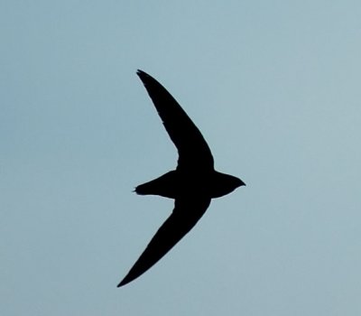 Chimmney Swift