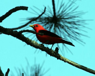 Scarlet Tanager