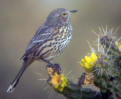 Sage Thrasher