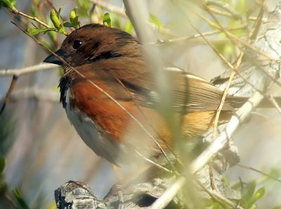 Eastern Towhee