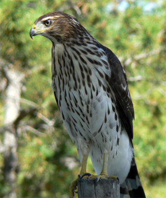 Northern Goshawk