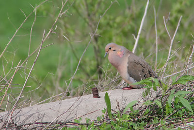 Dove Cooing