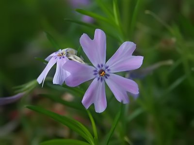 Purple & Green