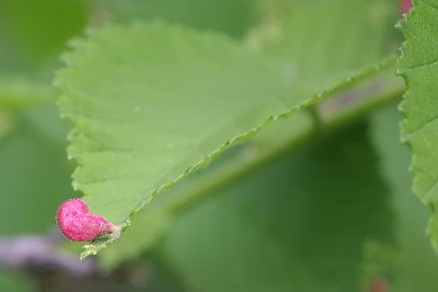 Pink Thing Growing out of a Leaf
