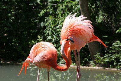 Pink Flamingos? They looked Orange to me.