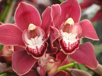 Cymbidiums