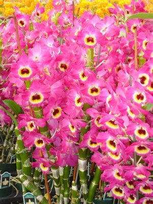 Nobile Type Dendrobiums