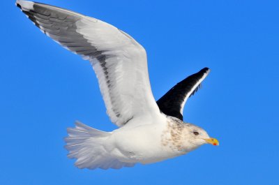 Slaty-backed Gull 2010-2011