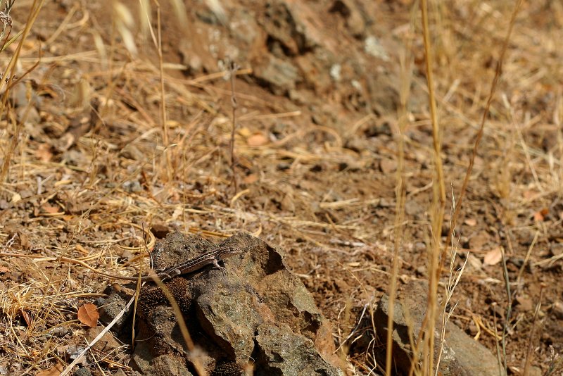 Lizard camouflaged