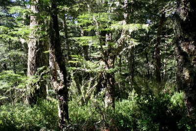 Nahuelbuta forest