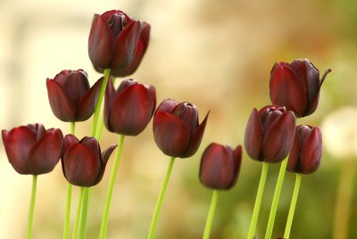 Last tulips of the season