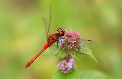 Dragonfly