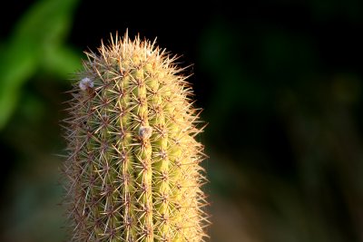 Cacti