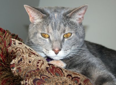 Miss Dakota