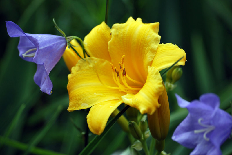 Flowers