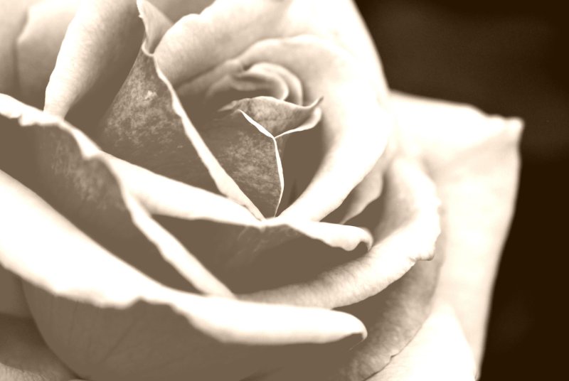 DSC_7842_mod_bw_HiC.jpg